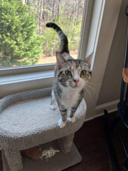 Tabby and Domestic Short Hair Cats Available for Adoption - Samantha Claire | PetCurious
