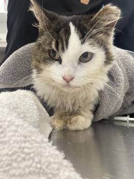 BUTTERCUP -  Domestic Short Hair Cat for Adoption in Indianapolis, Indiana - BUTTERCUP | PetCurious