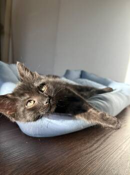 Domestic Short Hair Cats Available for Adoption in Davis, California - Pixel | PetCurious