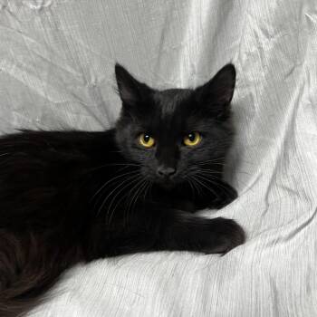 Buttercup -  Domestic Medium Hair Cat for Adoption in Raleigh, North Carolina - Buttercup | PetCurious