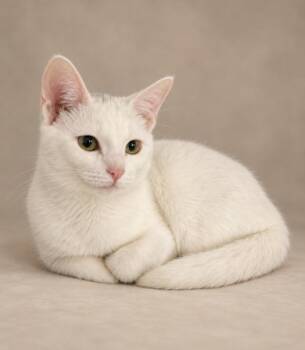 harlow -  Domestic Short Hair Cat for Adoption in Miami, Florida - Harlow | PetCurious