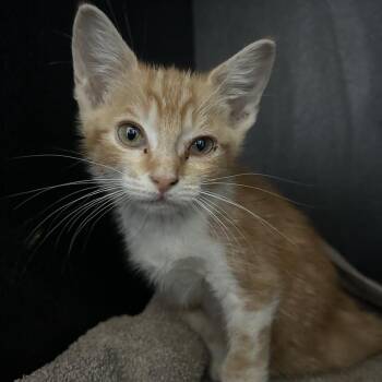 Sidny -  Domestic Short Hair Cat for Adoption in Cabot, Arkansas - Sidny | PetCurious