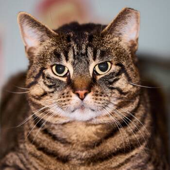 Bronny -  Domestic Short Hair Cat for Adoption in Bloomfield, New Jersey - Bronny | PetCurious