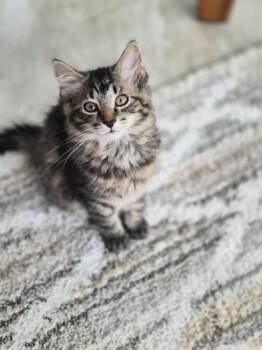 Tabby and Domestic Long Hair Cats Available for Adoption in Cincinnati, Ohio - Lilo | PetCurious