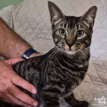 Domestic Short Hair Cats Available for Adoption - Stanos | PetCurious