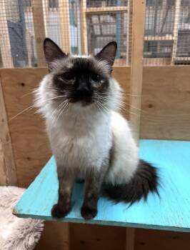 Rescue Domestic Short Hair Cats for Adoption in Peace River, Alberta - Sassy | PetCurious