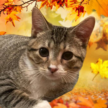 Rescue Domestic Short Hair Cats for Adoption in Canton, Illinois - Tim | PetCurious