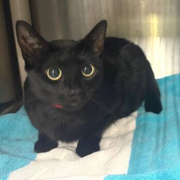 Lovey -  Domestic Short Hair Cat for Adoption in Long Beach, California - Lovey | PetCurious