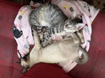 Maisy 3 -  Domestic Short Hair Cat for Adoption in Austin, Texas - Maisy 3 | PetCurious