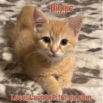 Rescue American Shorthair and Domestic Short Hair Cats for Adoption in Toledo, Ohio - Biggie | PetCurious