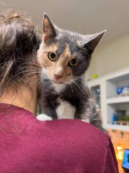 Potato -  Domestic Short Hair Cat for Adoption in Milton, Delaware - Potato | PetCurious