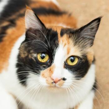 Nala -  Domestic Short Hair Cat for Adoption in Middletown, Rhode Island - Nala | PetCurious