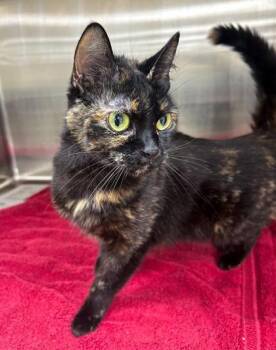 Mrs. Norris -  Domestic Short Hair Cat for Adoption in Westland, Michigan - Mrs. Norris | PetCurious