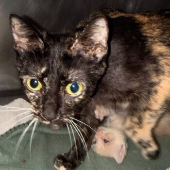 Fritter -  Domestic Short Hair Cat for Adoption in Evansville, Indiana - Fritter | PetCurious