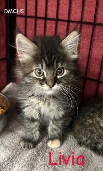 Livia -  Domestic Short Hair Cat for Adoption in Burlington, Iowa - Livia | PetCurious