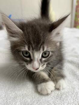 Domestic Short Hair Cats Available for Adoption in San Antonio, Texas - Kite | PetCurious