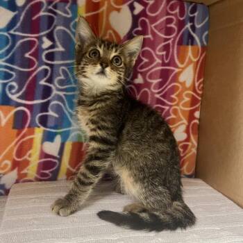 Tangerine -  Domestic Medium Hair Cat for Adoption - Tangerine | PetCurious