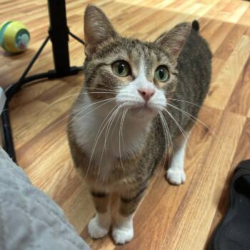 Mika -  Domestic Short Hair Cat for Adoption in Greenfield, Indiana - Mika | PetCurious