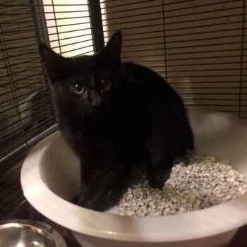 Rescue Domestic Short Hair Cats for Adoption in Nampa, Idaho - Athos | PetCurious