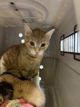 Parke -  Domestic Short Hair Cat for Adoption in Raleigh, North Carolina - Parke | PetCurious