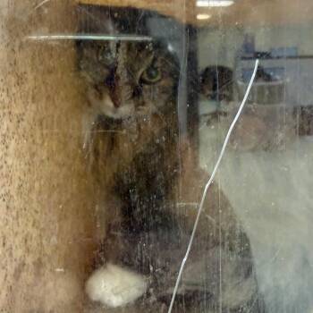 Muffy -  Domestic Long Hair Cat for Adoption in Philadelphia, Pennsylvania - Muffy | PetCurious