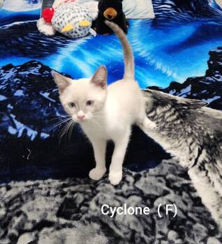 Cyclone ( Orlando Fl) -  Siamese Cat for Adoption in Orlando, Florida - Cyclone ( Orlando Fl) | PetCurious
