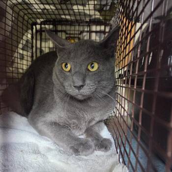 Sabito - WC -  Domestic Short Hair Cat for Adoption in Walker, Michigan - Sabito - WC | PetCurious