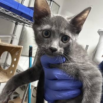 Domestic Short Hair Cats Available for Adoption in Philadelphia, Pennsylvania - Dangleberry | PetCurious