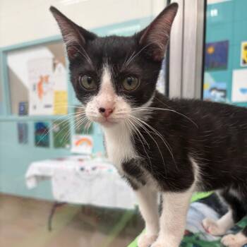 Chase -  Domestic Short Hair Cat for Adoption in Corpus Christi, Texas - Chase | PetCurious