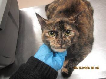Coco (683) -  Domestic Short Hair Cat for Adoption in Marietta, Georgia - Coco (683) | PetCurious