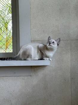 Q-Tip -  Domestic Short Hair Cat for Adoption in Honolulu, Hawaii - Q-Tip | PetCurious