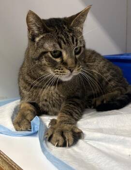 Bridget -  Domestic Short Hair Cat for Adoption in Ontario, California - Bridget | PetCurious