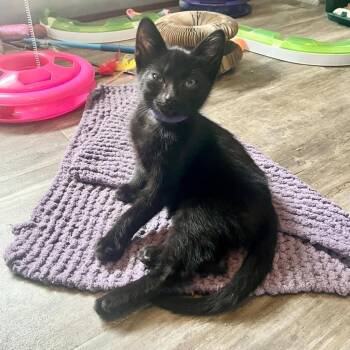 Domestic Short Hair Cats Available for Adoption in Urbandale, Iowa - Bullseye | PetCurious