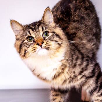 Sencha -  Domestic Medium Hair and Domestic Short Hair Cat for Adoption in Hattiesburg, Mississippi - Sencha | PetCurious