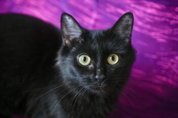 Viola -  Domestic Medium Hair Cat for Adoption in Chattanooga, Tennessee - Viola | PetCurious