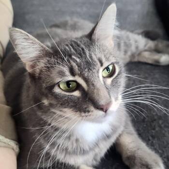 Mia -  Domestic Short Hair Cat for Adoption in Liverpool, Texas - Mia | PetCurious