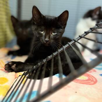 Kassidy -  Domestic Short Hair Cat for Adoption in Portage, Michigan - Kassidy | PetCurious