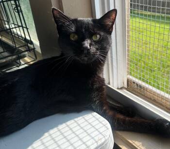 Rescue Domestic Short Hair Cats for Adoption in Capshaw, Alabama - BAZOOKA | PetCurious