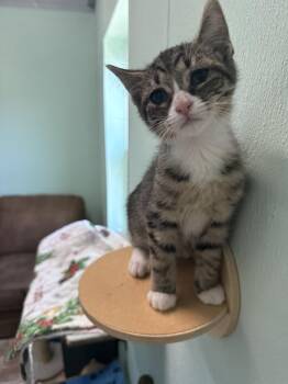 Domestic Short Hair Cats Available for Adoption in Altoona, Pennsylvania - Right Field | PetCurious