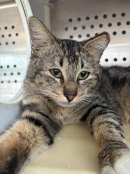 Domestic Short Hair Cats Available for Adoption in Pendleton, Oregon - Badger | PetCurious