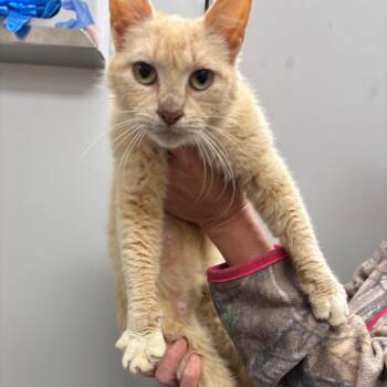 Dora -  Domestic Short Hair Cat for Adoption in Columbiana, Alabama - Dora | PetCurious