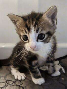 Hans Solo 4.1.26 -  Domestic Short Hair Cat for Adoption in Apopka, Florida - Hans Solo 4.1.26 | PetCurious
