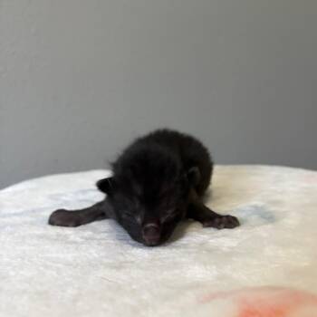 Fudge -  Domestic Short Hair Cat for Adoption in Fort Collins, Colorado - Fudge | PetCurious