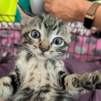 Billie Jo Armstrong (black collar) -  Domestic Short Hair Cat for Adoption in Coos Bay, Oregon - Billie Jo Armstrong (black Collar) | PetCurious
