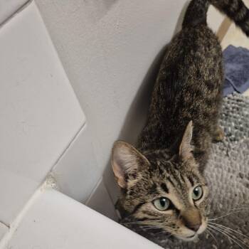 Found at the Gates in Rochester MN (Sika) -  Domestic Short Hair Cat for Adoption in Rochester, Minnesota - Found At The Gates In Rochester MN (Sika) | PetCurious