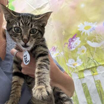Silt -  Domestic Medium Hair Cat for Adoption in Normal, Illinois - Silt | PetCurious