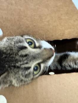 Domestic Short Hair Cats Available for Adoption in Fremont, California - A197979 | PetCurious