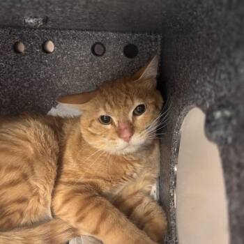 Jicama -  Domestic Short Hair Cat for Adoption in Salt Lake City, Utah - Jicama | PetCurious