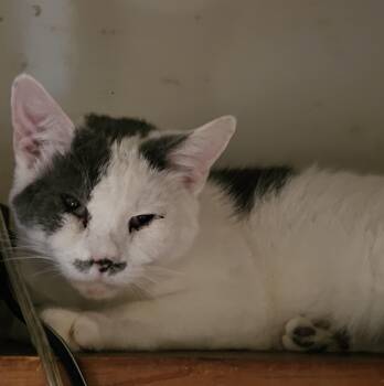 Rescue Domestic Short Hair Cats for Adoption in Greensburg, Pennsylvania - Kevin | PetCurious