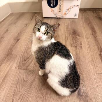 KitKat -  Domestic Short Hair and Turkish Van Cat for Adoption in Houston, Texas - KitKat | PetCurious